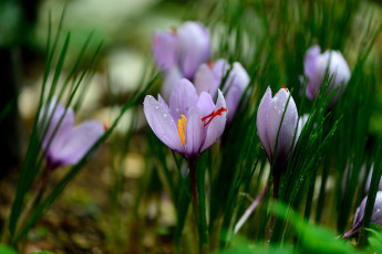 Картинка цветы крокусы зелень капли цветение
