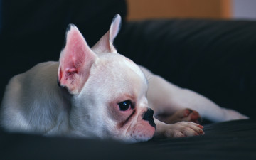 Картинка животные собаки лежит темный фон мопс щенок собака