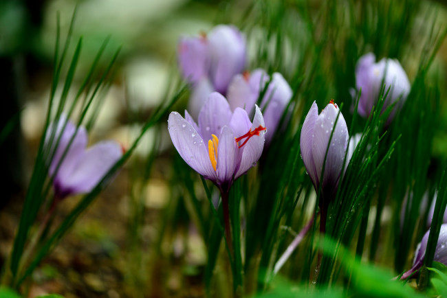 Обои картинки фото цветы, крокусы, зелень, капли, цветение