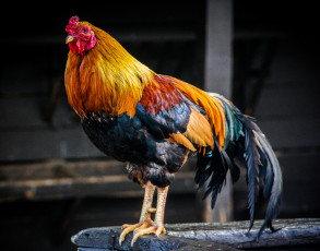 Картинка животные куры +петухи птичка