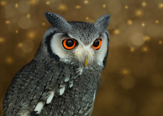 Картинка животные совы птичка