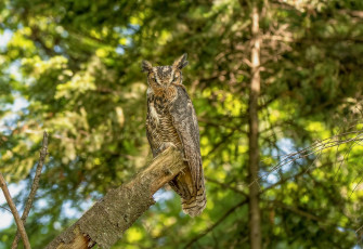 Картинка животные совы птичка