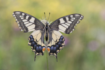 Картинка животные бабочки +мотыльки +моли бабочка
