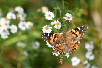 Картинка животные бабочки +мотыльки +моли бабочка