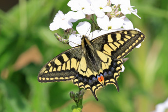 Картинка животные бабочки +мотыльки +моли бабочка