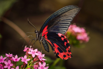 Картинка животные бабочки +мотыльки +моли бабочка