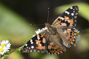 Картинка животные бабочки +мотыльки +моли бабочка