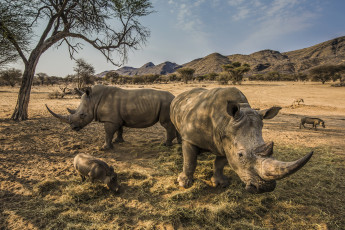 Картинка животные носороги носорог