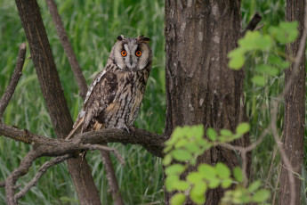 Картинка животные совы птичка