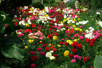 Картинка цветы ранункулюс+ азиатский+лютик разноцветные много клумба