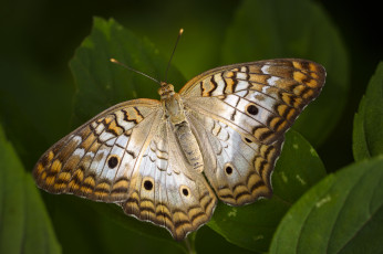 Картинка животные бабочки +мотыльки +моли бабочка