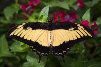 Картинка животные бабочки +мотыльки +моли бабочка