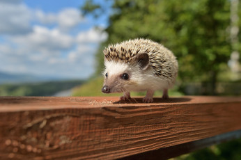 Картинка животные ежи ежик