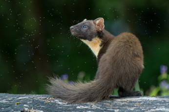 Картинка животные хорьки +куницы +горностаи +ласки +соболи куница