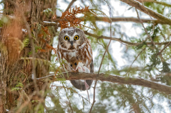Картинка животные совы птичка