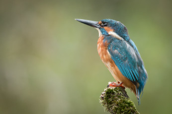 Картинка животные зимородки птичка