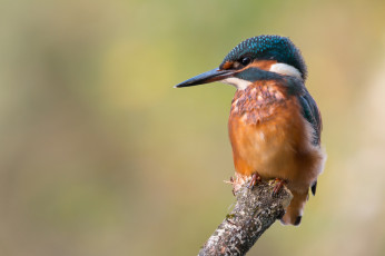 Картинка животные зимородки птичка