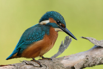 Картинка животные зимородки птичка