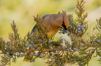 Картинка животные свиристели птичка