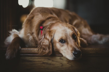 Картинка собака животные собаки