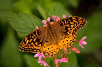 Картинка животные бабочки +мотыльки +моли бабочка