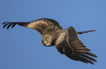 Картинка животные птицы+-+хищники птичка