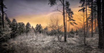 Картинка природа лес простор