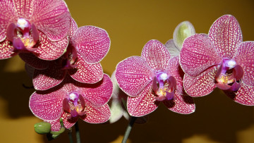 Картинка цветы орхидеи экзотика