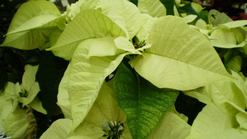 обоя цветы, пуансеттия, звезда, рождественская