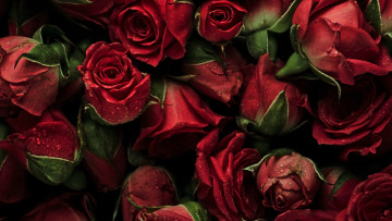 Картинка цветы розы капли бутоны