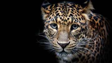 Картинка животные леопарды взгляд