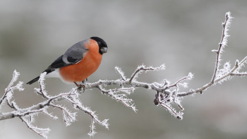 Картинка животные птицы профиль