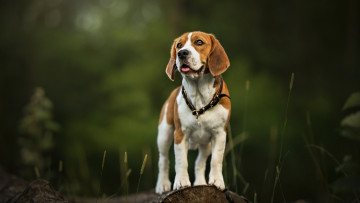 Картинка животные собаки взгляд