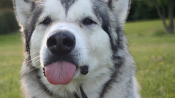 Картинка животные собаки взгляд