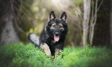 Картинка собака животные собаки