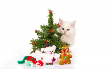 Картинка животные коты взгляд