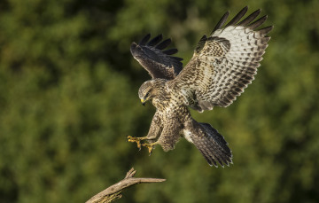 Картинка животные птицы+-+хищники птичка