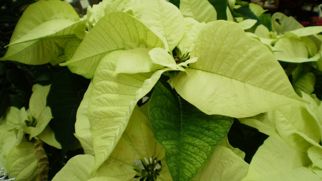 Обои картинки фото цветы, пуансеттия, звезда, рождественская