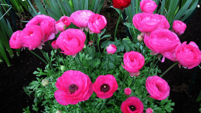 Обои картинки фото цветы, ранункулюс , азиатский лютик, бутоны, розовый, куст