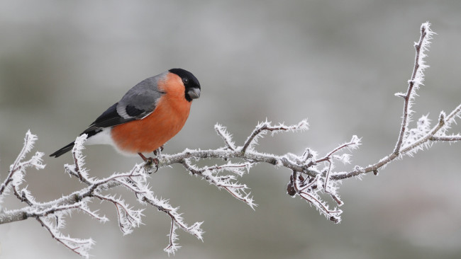 Обои картинки фото животные, птицы, профиль
