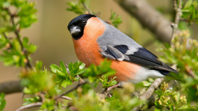 Обои картинки фото животные, птицы, ветки