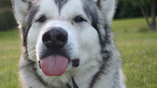 Обои картинки фото животные, собаки, взгляд