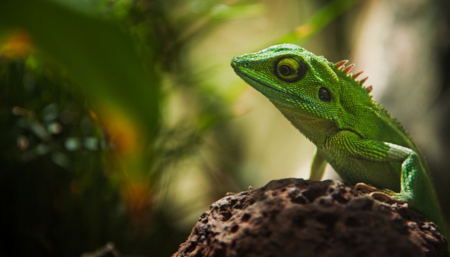 Обои картинки фото животные, Ящерицы,  игуаны,  вараны, ящерица, зеленая, камень