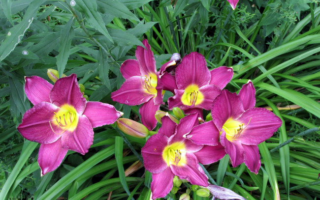 Обои картинки фото цветы, лилии,  лилейники, розовый