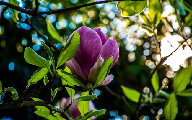 Обои картинки фото цветы, магнолии, бутон