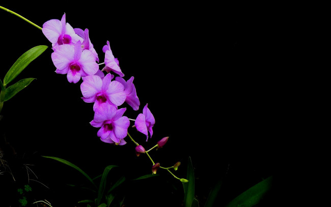 Обои картинки фото цветы, орхидеи, экзотика