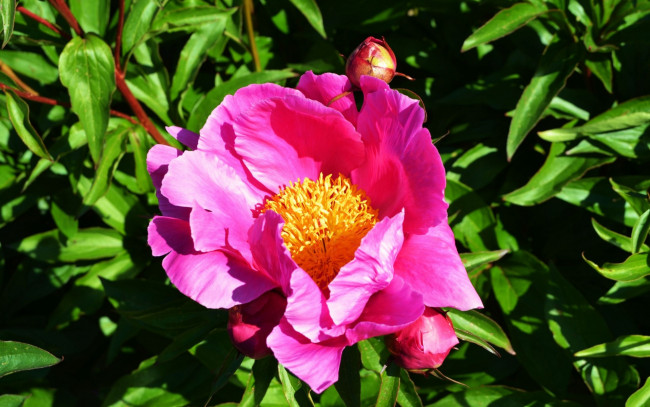 Обои картинки фото цветы, пионы, древовидный