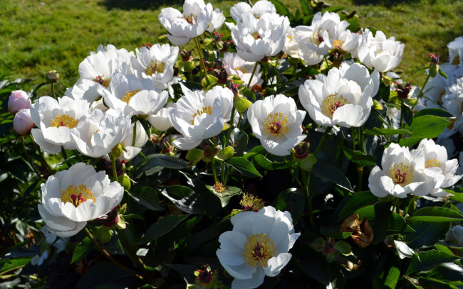 Обои картинки фото цветы, пионы, древовидный