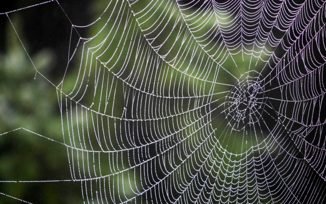Обои картинки фото природа, макро, паутина, капли