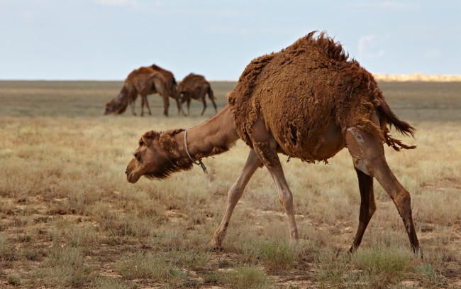 Обои картинки фото животные, верблюды, верблюд, шерсть, степь, трава